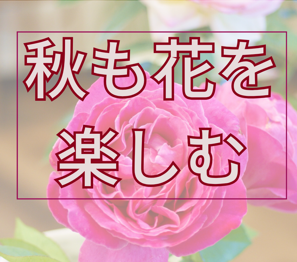 秋バラ
