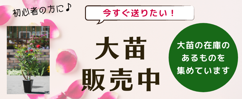 相原バラ園 Topページ 愛媛県松山市のバラ苗生産と通販のお店