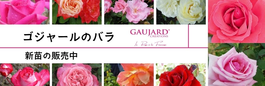 ゴジャールのバラ