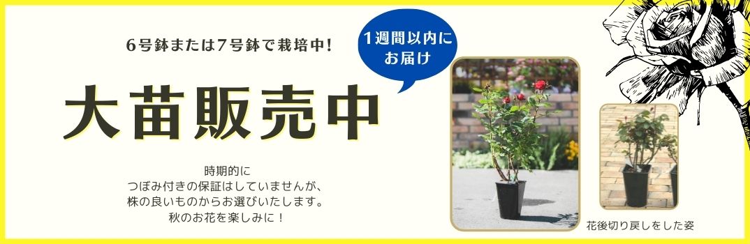 相原バラ園 Topページ 愛媛県松山市のバラ苗生産と通販のお店