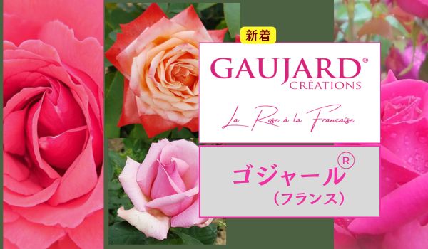 ゴジャールのバラ