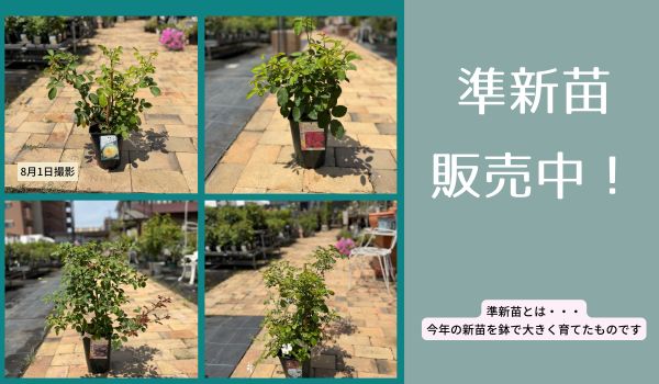 準新苗
