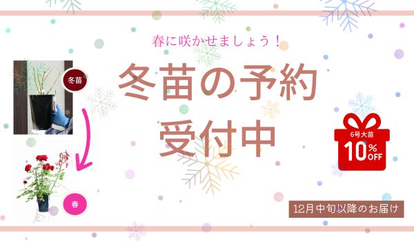 相原バラ園 / TOPページ/愛媛県松山市のバラ苗生産と通販のお店