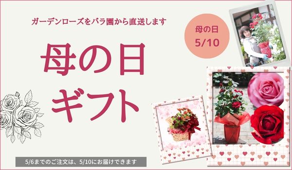 母の日ギフト