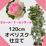 オベリスク仕立て