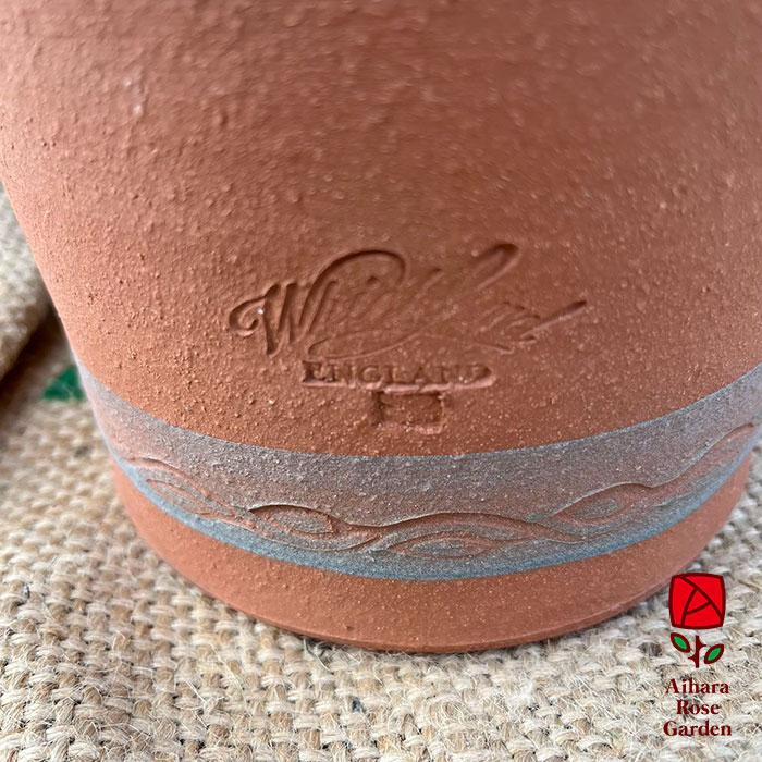 ウィッチフォード鉢S.Hellebore 3