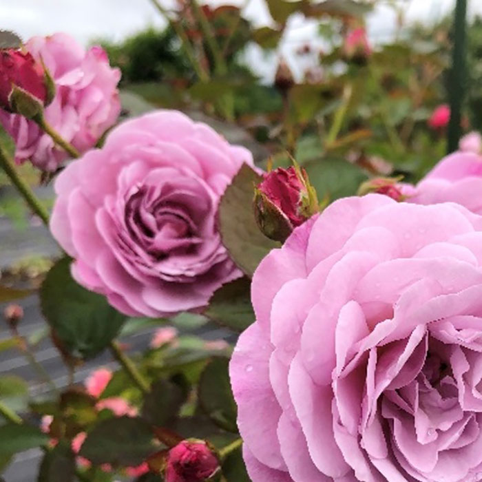 アイノカゼ（あいの風）（京成）【冬苗】