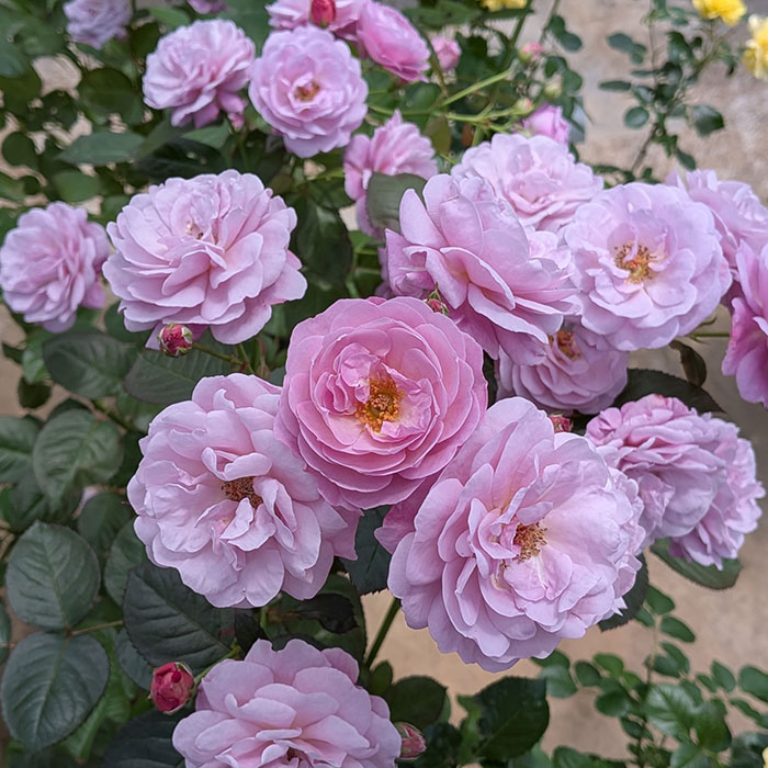 アイノカゼ（あいの風）（京成）【冬苗】 2