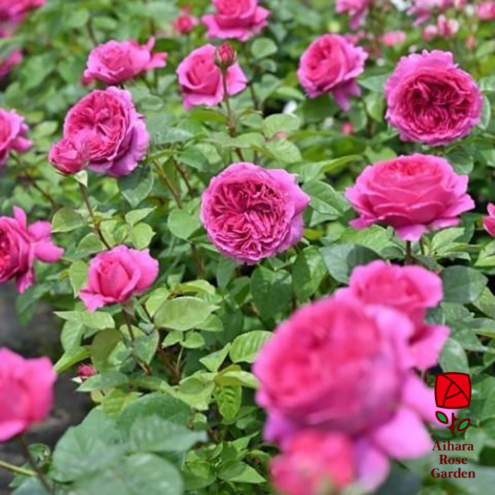 エメ・トワ（デルバール）≪春の新苗・4月末より出荷開始≫ 2