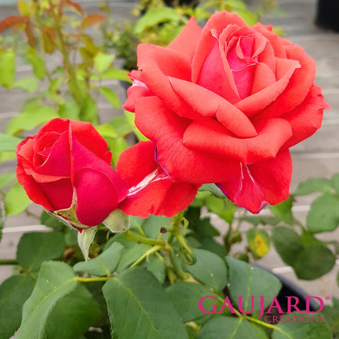 アイネイアース（ゴジャール）【冬苗】 2