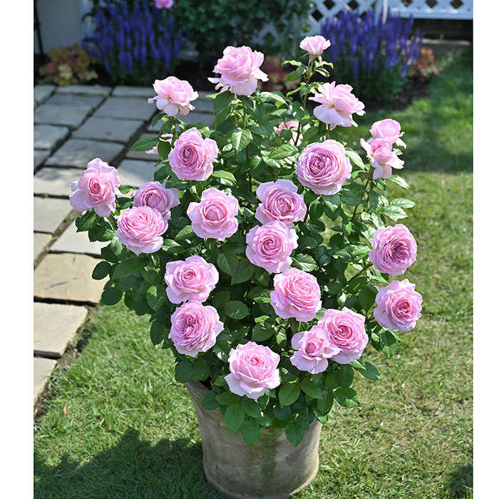 アローム・ディヴァン（デルバール）【冬苗】 2