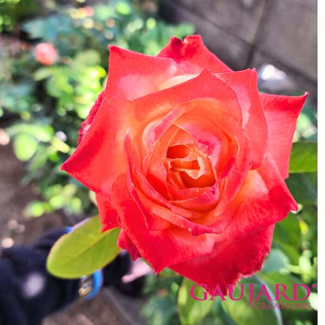 バル・デュ・ソワール（ゴジャール）≪春の新苗・4月末より出荷開始≫ 2