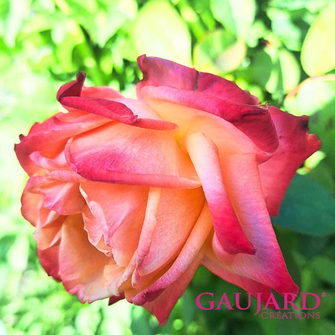 バル・デュ・ソワール（ゴジャール）≪春の新苗・4月末より出荷開始≫ 3