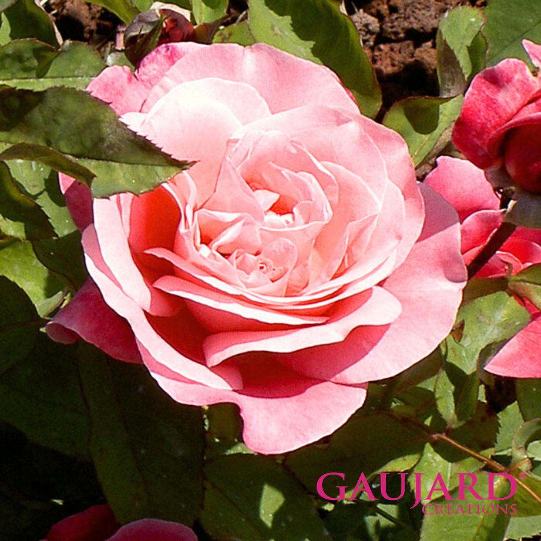 ベルナール・ビュフェ（ゴジャール）【冬苗】 2