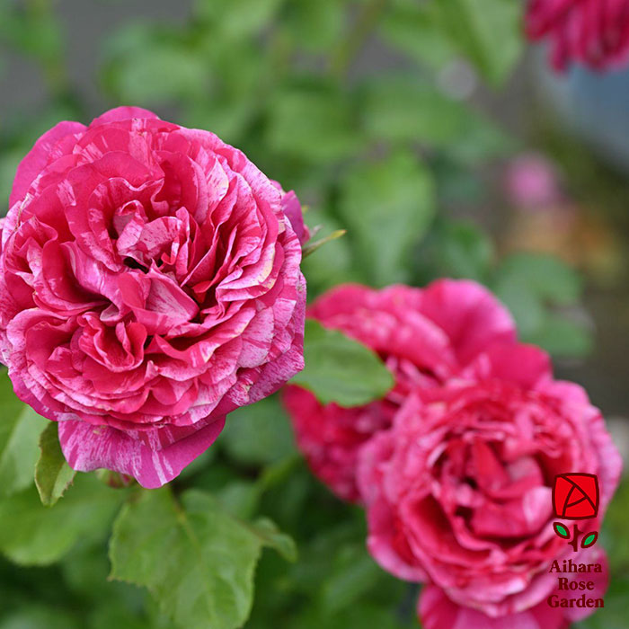 ベルト・モリゾ（デルバール）≪春の新苗・4月末より出荷開始≫