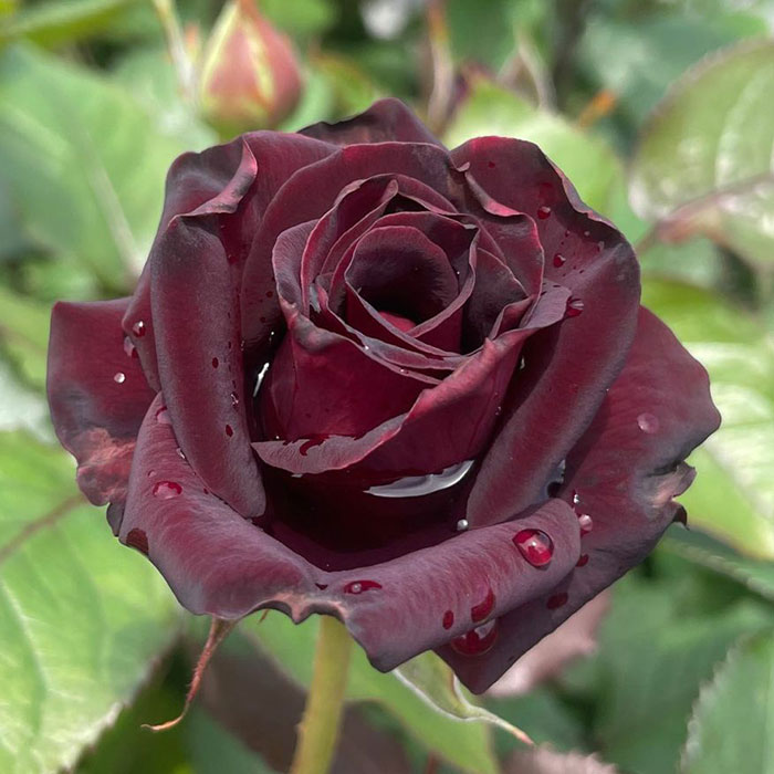 ビター・カヌレ（F&G）≪春の新苗・4月末より出荷開始≫