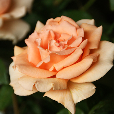 ブレス・オブ・ライフ(CL)【冬苗】 2