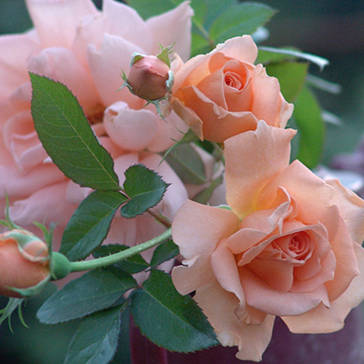 ブレス・オブ・ライフ(CL)【冬苗】 3