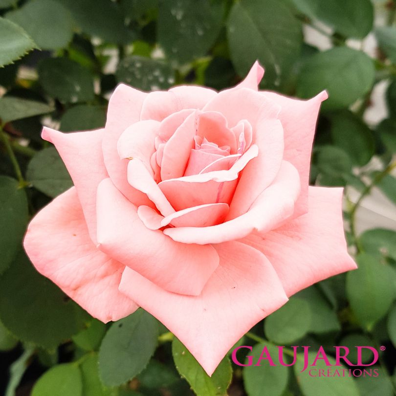 シャトー・ドゥ・シュノンソー（ゴジャール）≪春の新苗・4月末より出荷開始≫ 2