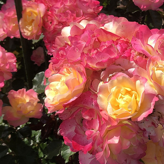 シトリン・ルージュ（京成）【冬苗】