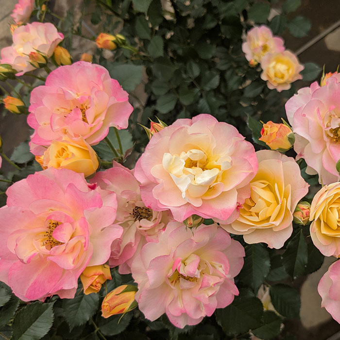 シトリン・ルージュ（京成）【冬苗】 2