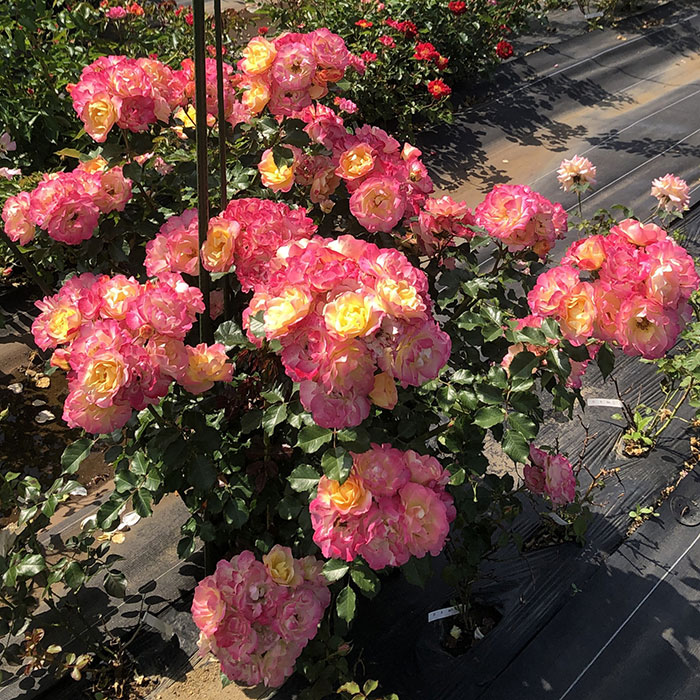 クロンヌ・ルージュ（ロサ・オリエンティス）【冬苗】 3