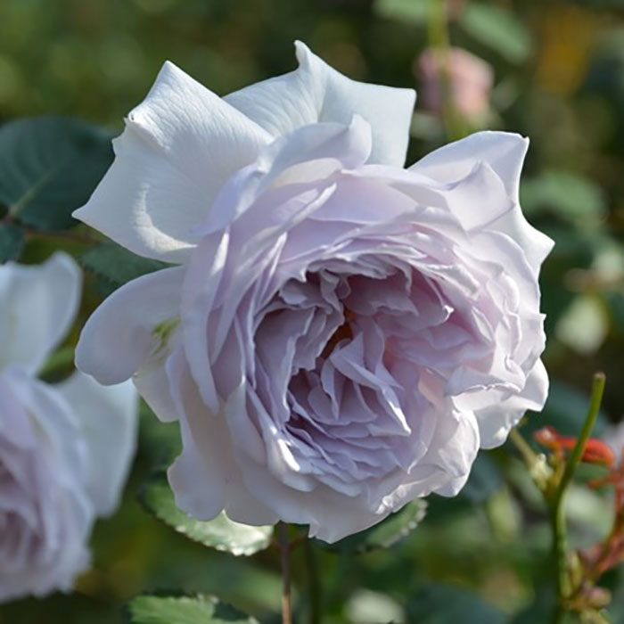 コントレイル（ロサ・オリエンティスP）【冬苗3月納品予定】