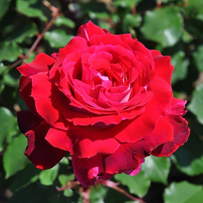 ＊クロンヌ・ルージュ（ロサ・オリエンティス）【冬苗】