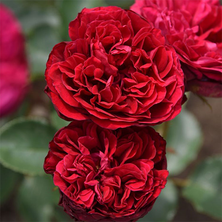 シラノ・ド・ベルジュラック（ロサ・オリエンティスP）【冬苗】 3