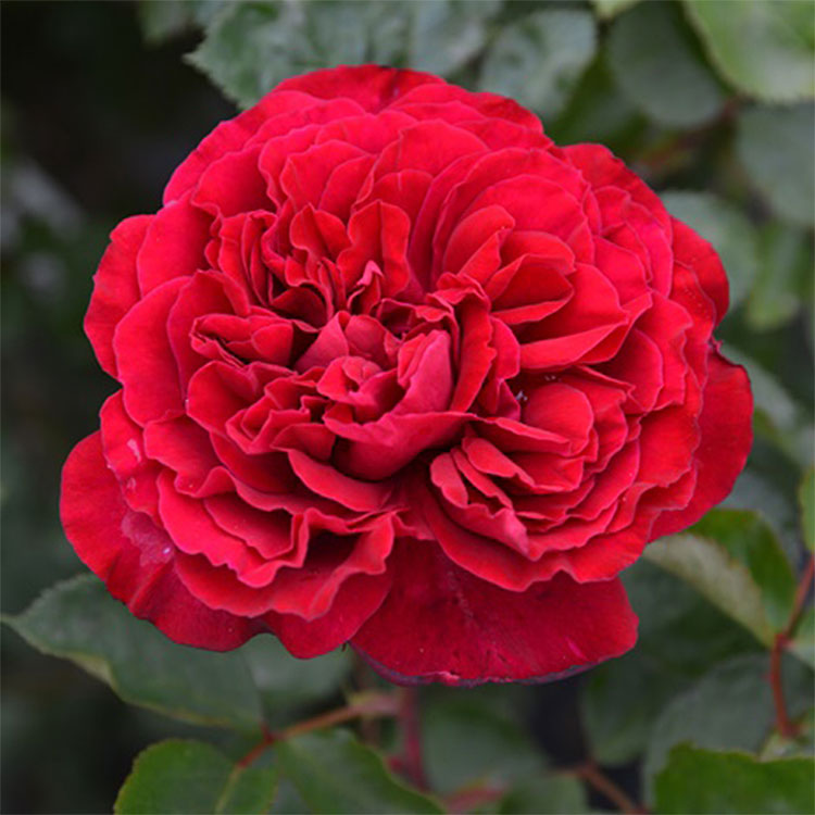 シラノ・ド・ベルジュラック（ロサ・オリエンティスP）【冬苗】 4