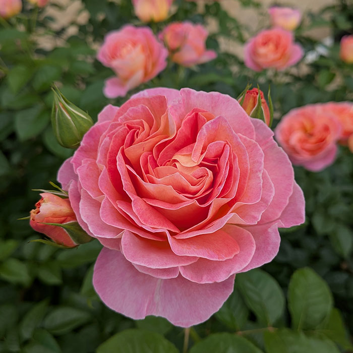 ドルンブルガー・シュロスローズ（タンタウ）≪春の新苗・4月末より出荷開始≫