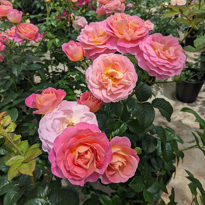 ドルンブルガー・シュロスローズ（タンタウ）≪春の新苗・4月末より出荷開始≫ 2