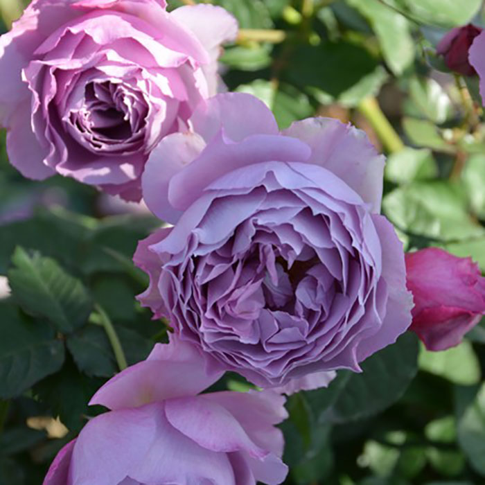 エリザベート（ロサ・オリエンティスP）【冬苗3月納品予定】