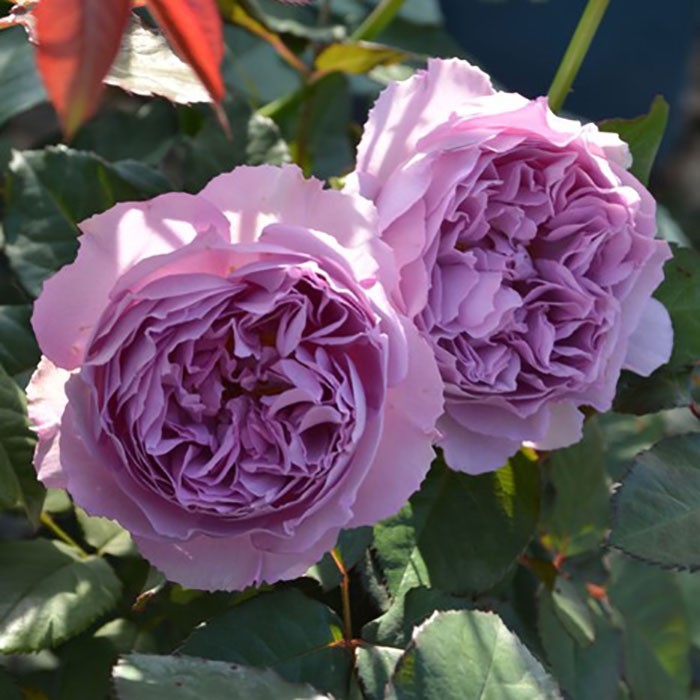 エリザベート（ロサ・オリエンティスP）【冬苗3月納品予定】 2