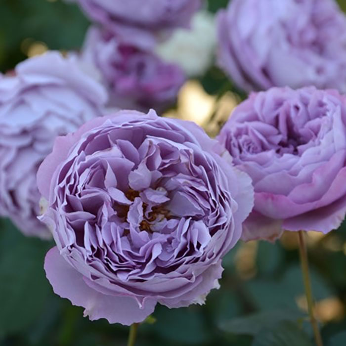 エリザベート（ロサ・オリエンティスP）【冬苗3月納品予定】 3