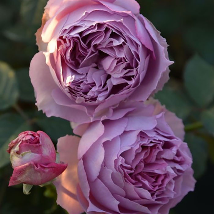 エリザベート（ロサ・オリエンティスP）【冬苗3月納品予定】 4