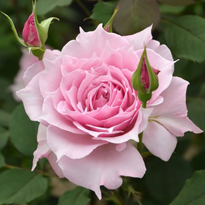 エリクシル（ロサ・オリエンティスP）【冬苗3月納品予定】