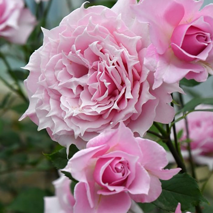 エリクシル（ロサ・オリエンティスP）【冬苗3月納品予定】 3