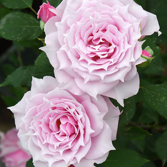 エリクシル（ロサ・オリエンティスP）【冬苗3月納品予定】 4