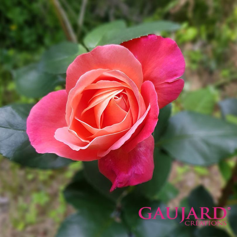 フェスティバル・ショパン・ア・パリ（ゴジャール）≪春の新苗・4月末より出荷開始≫ 2