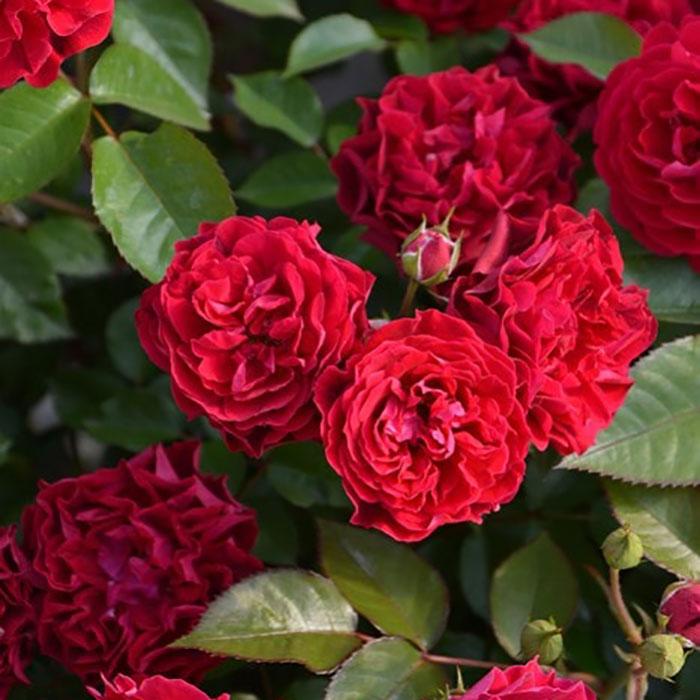 ファイア・オブ・プロメテウス（ロサ・オリエンティスP）【冬苗】