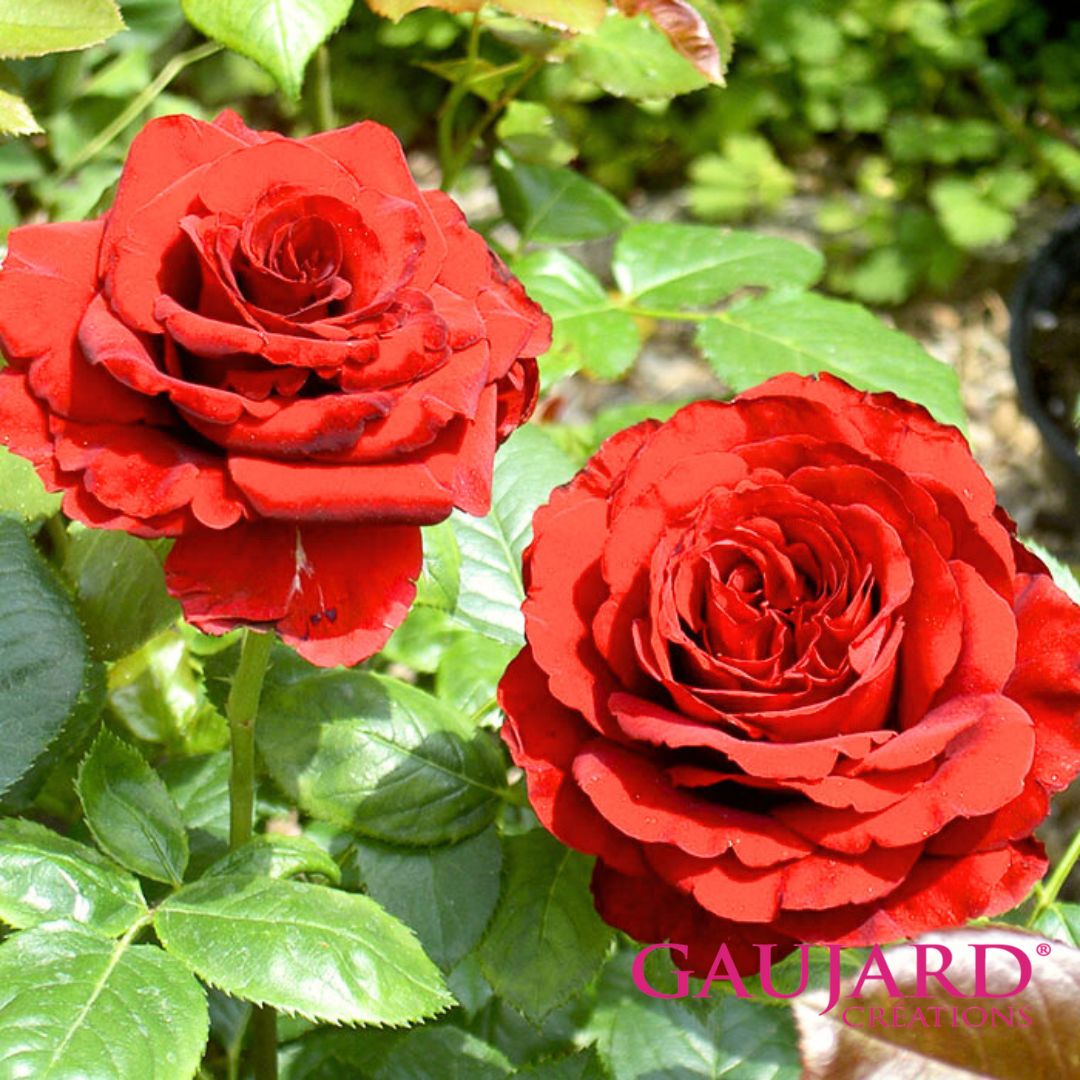 フランソワーズ・ゴジャール（ゴジャール）【冬苗】 3