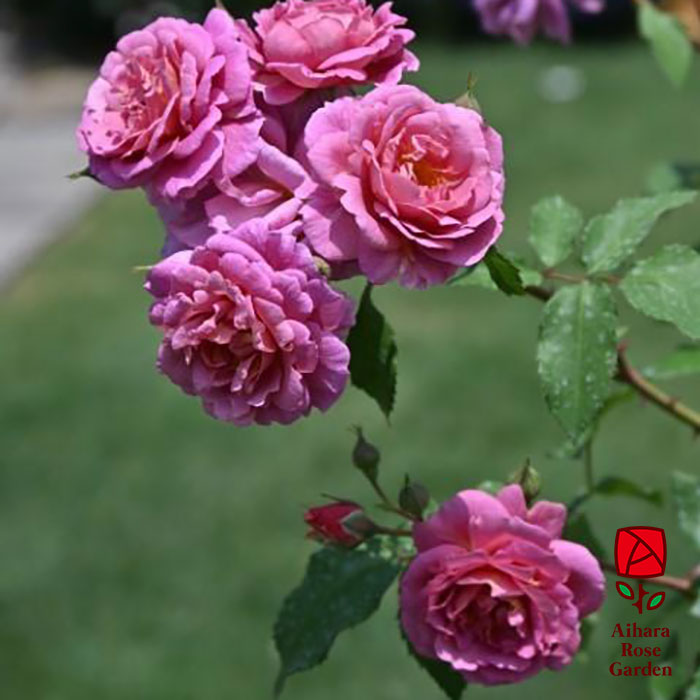 グロッグ（河本バラ園）≪春の新苗・4月末より出荷開始≫ 3