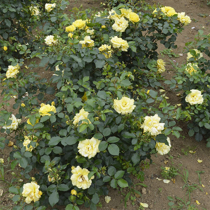 ゴールデン・ストリート・カラーズ（京成）【冬苗】 3