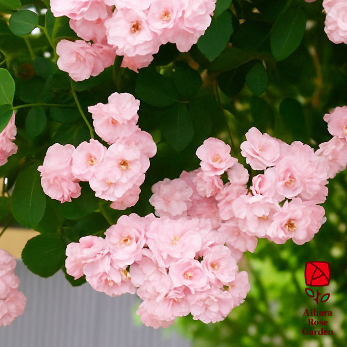 グンマイ（群舞）（CL）【大苗】