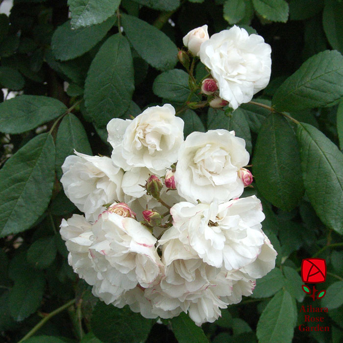 グンセイ（群星）（CL）【冬苗】