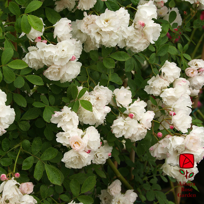 グンセイ(群星)(CL)【冬苗】 2