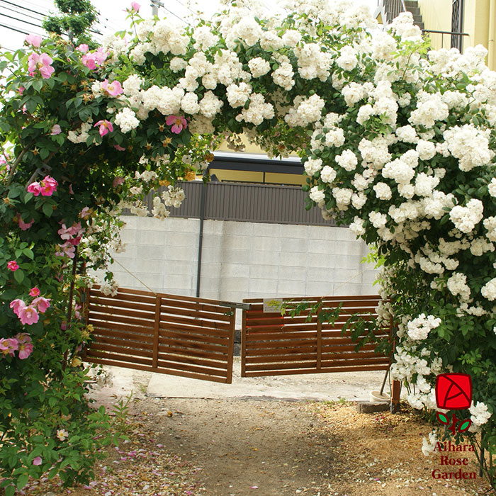 グンセイ(群星)(CL)【冬苗】 3