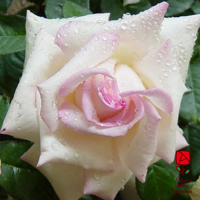 ハツコイ（初恋）（HT）【冬苗】