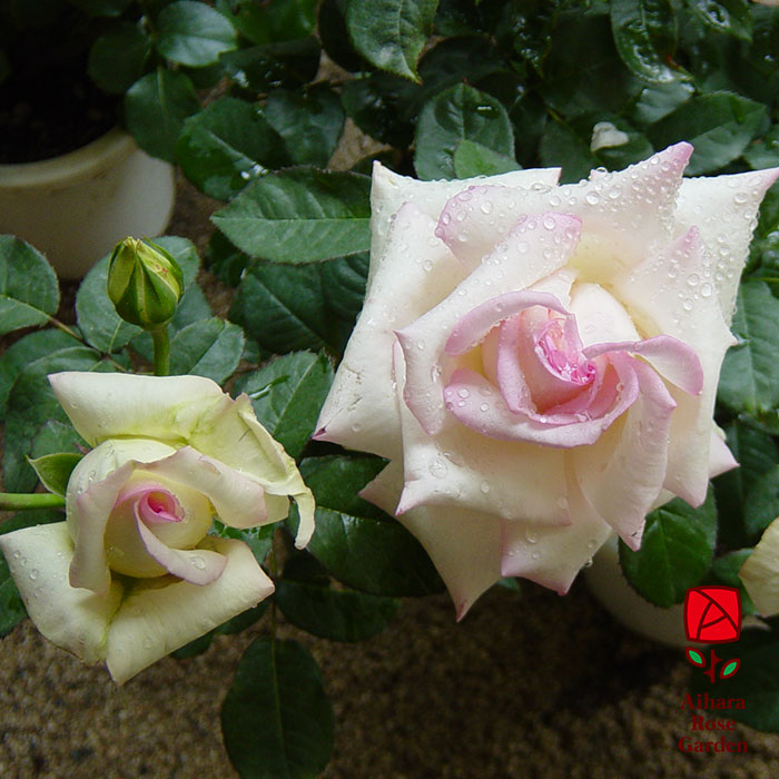 ハツコイ（初恋）（HT）【冬苗】 2